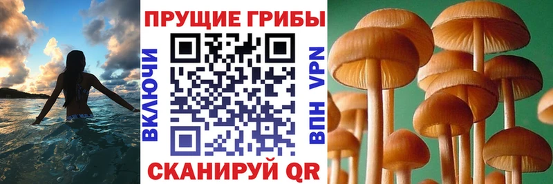 купить наркоту OMG ТОР Псилоцибиновые грибы Magic Shrooms Духовщина